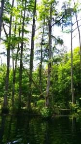 Cypress Gardens Swamp Tour