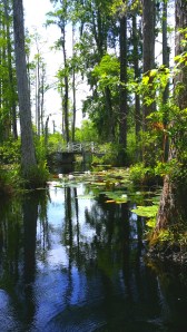 Cypress Gardens Swamp Tour