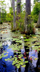 Cypress Gardens Swamp Tour