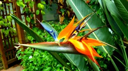 Cypress Gardens Flower